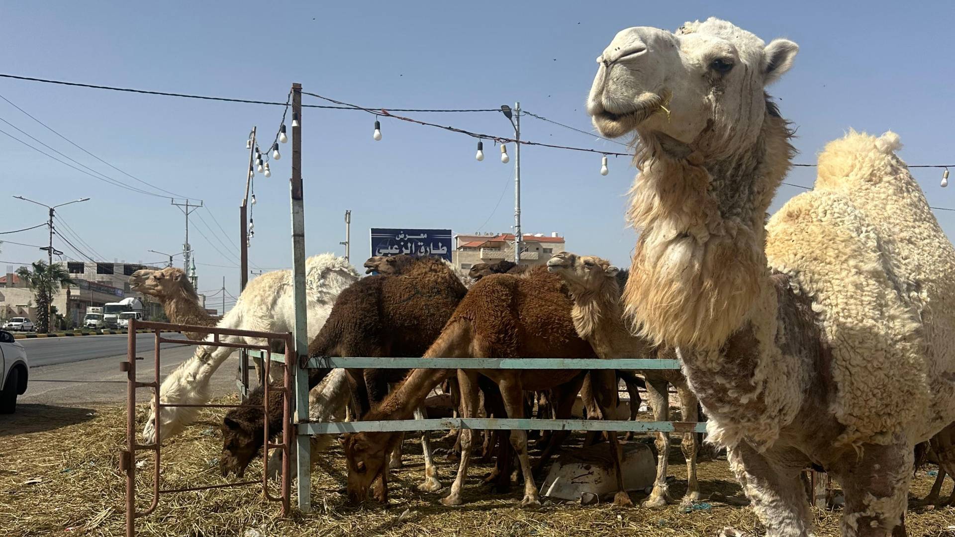 الجمال في مدينة الرمثا