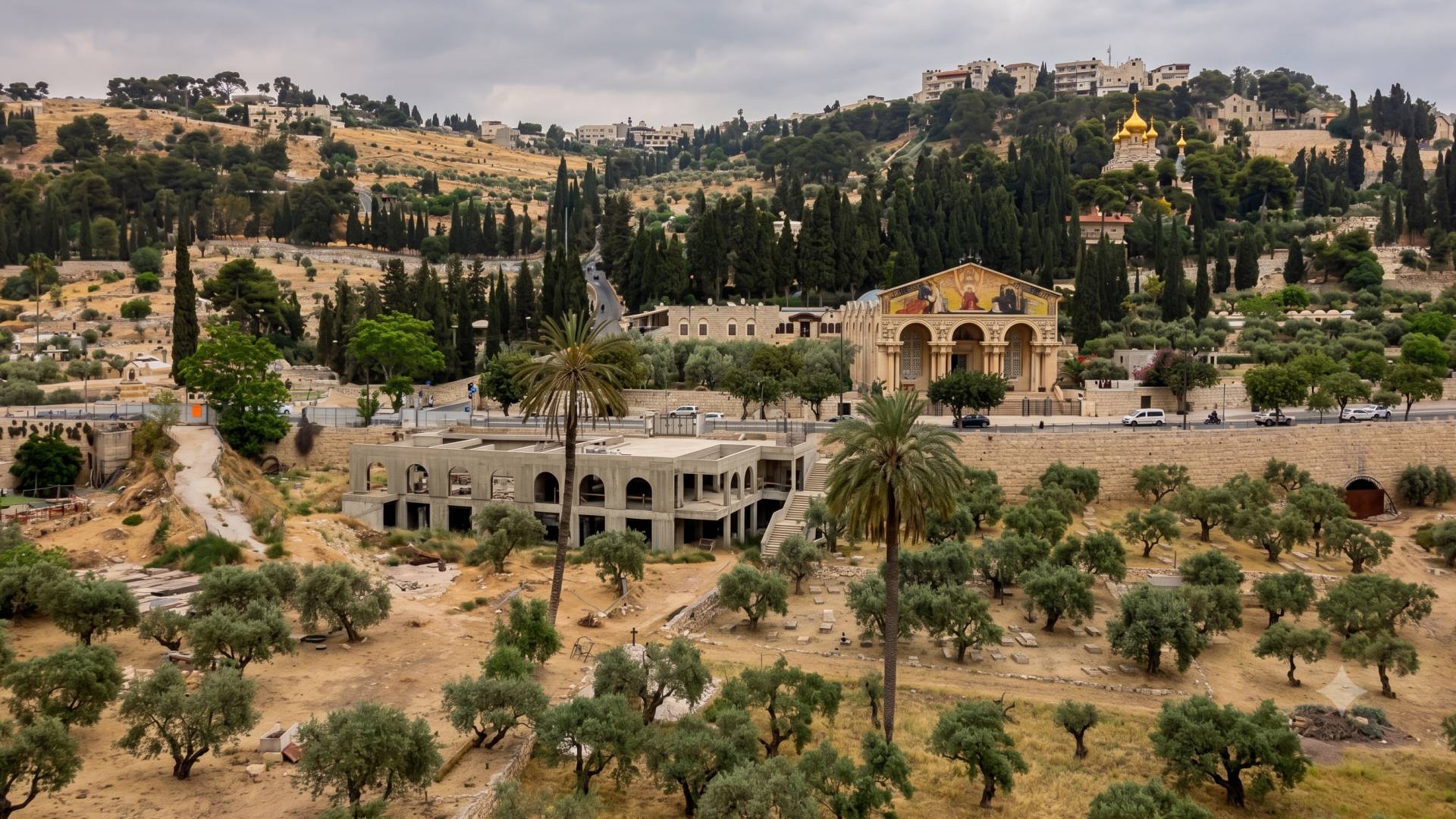 بساتين زيتون في سلوان بالقدس المحتلة
