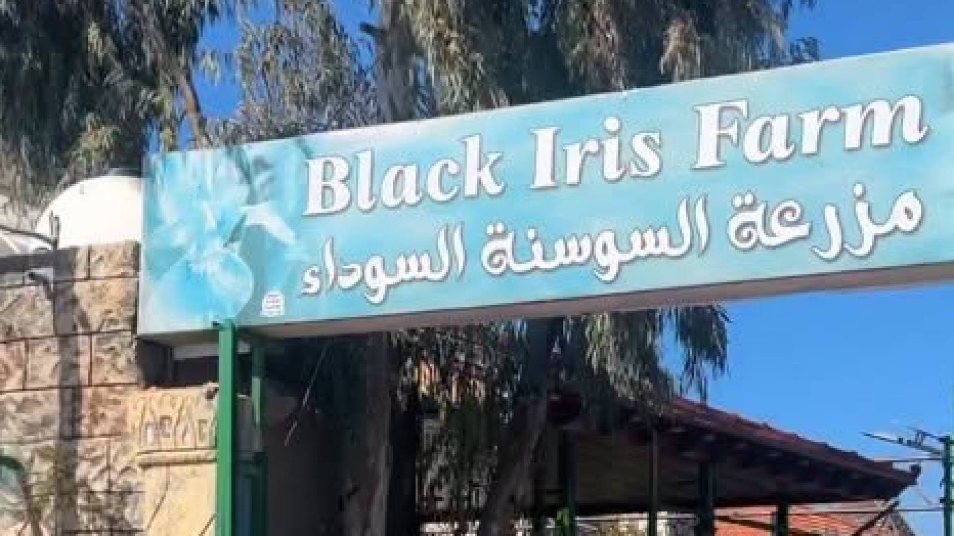 مزرعة السوسنة السوداء